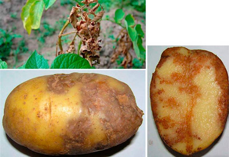 Вредители и болезни картофеля и меры борьбы с ними: таблица, кратко, фото