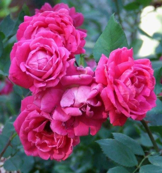 Лучшие зимостойкие канадские сорта роз: описание, фото и уход