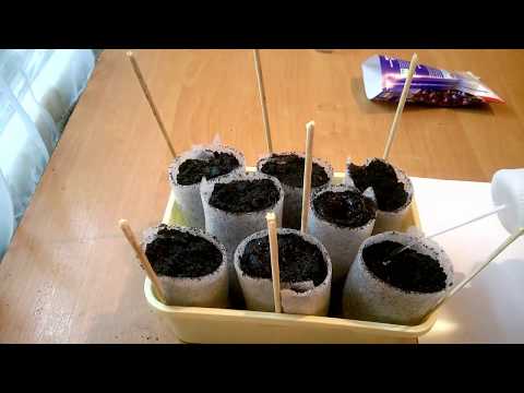 Выращивание бальзамина из семян