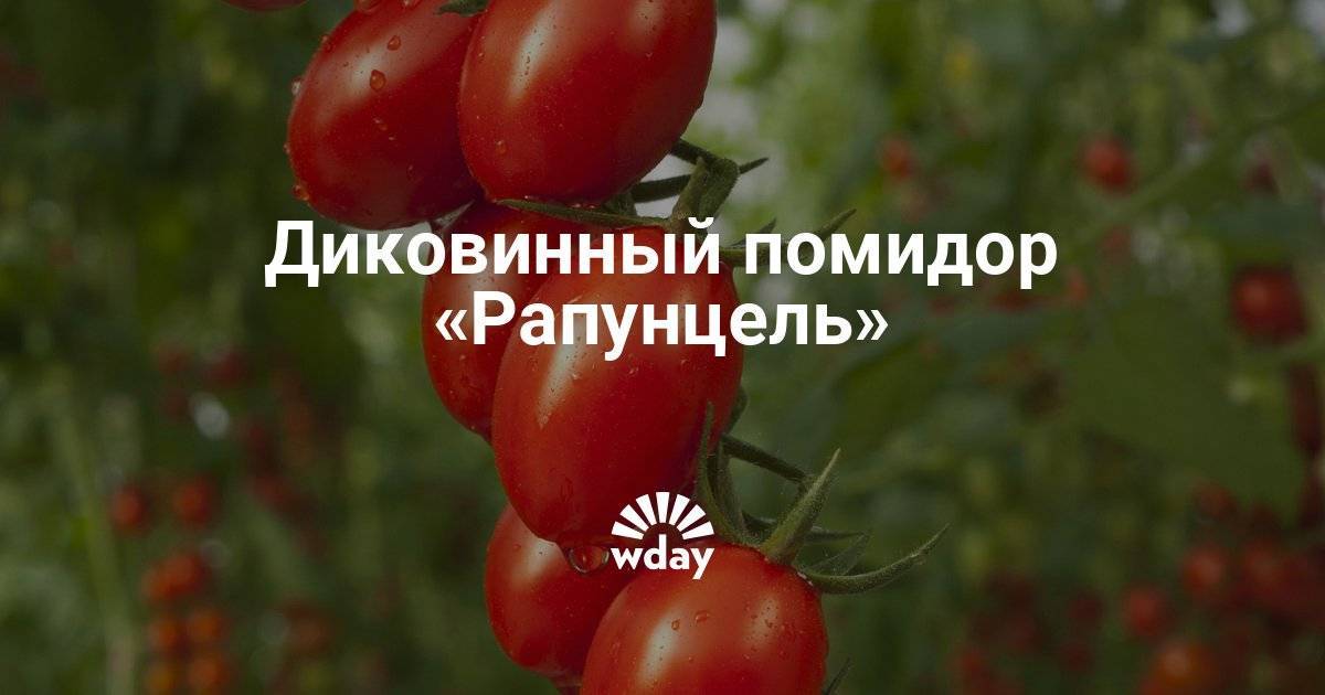 Удивительный томат рапунцель: огромные грозди маленьких плодов