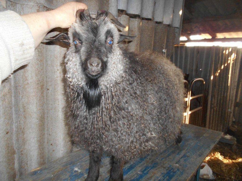 Ангорская коза: характеристики породы, описание шерсти и пуха, условия содержания, фото