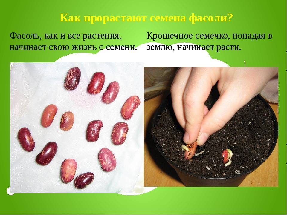 Посадка фасоли кустовой схема