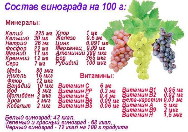 Полезные свойства винограда красного и особенности употребления