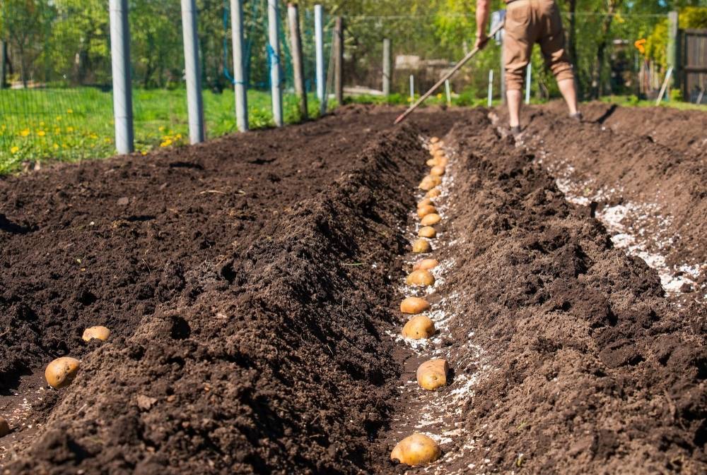 Картофель – выращивание и уход