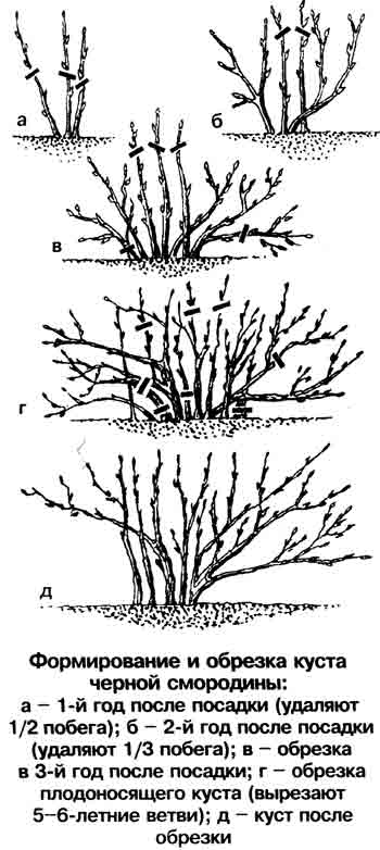 Схема обрезки черной смородины