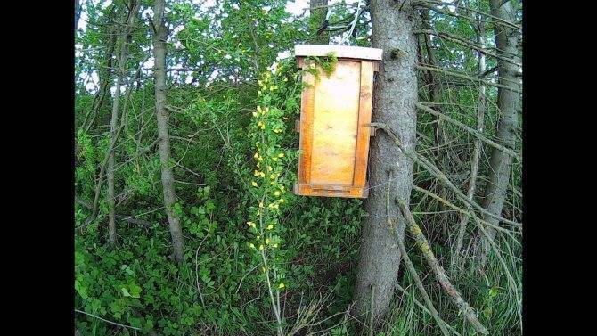 Как сконструировать и правильно расположить на своём участке ловушку для пчёл