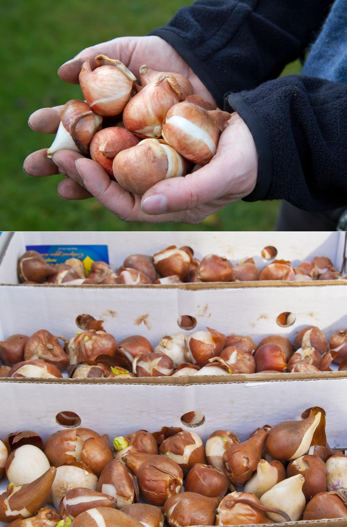 Как хранить луковицы гладиолусов: хранение зимой в домашних условиях