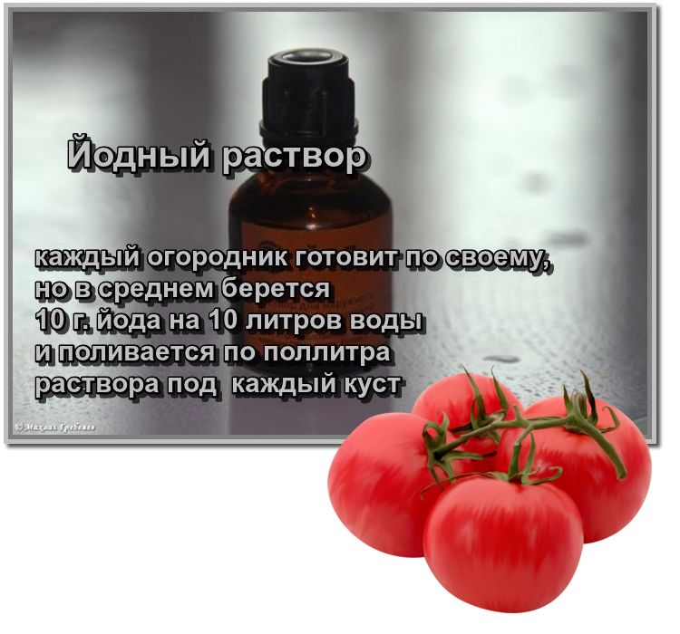 Как поливать помидоры: секрет богатого урожая томатов