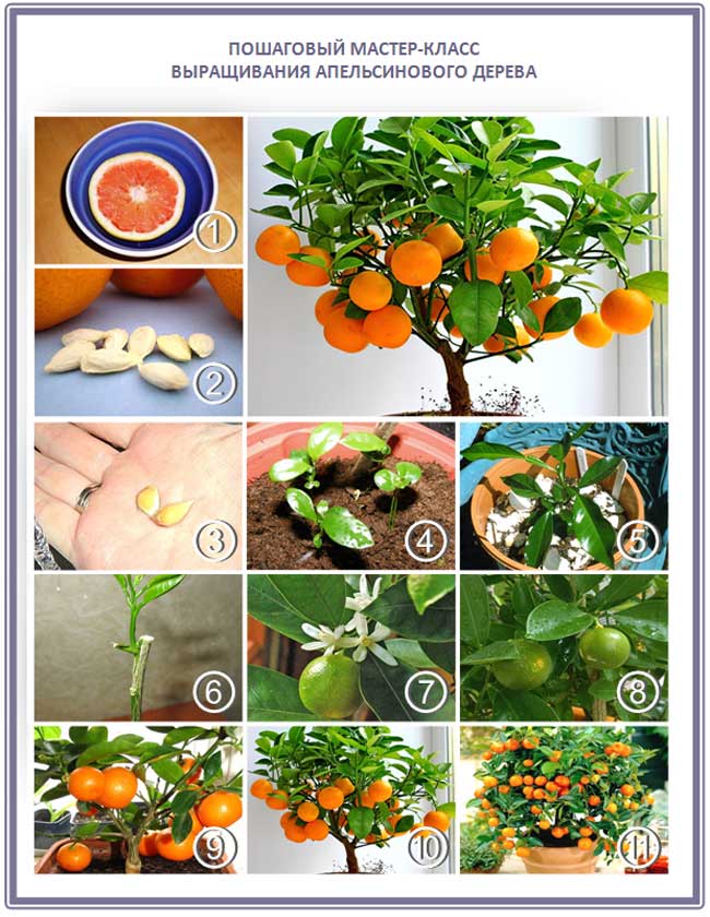 Цитрусовые комнатные растения: уход в домашних условиях, виды с фото и названиями