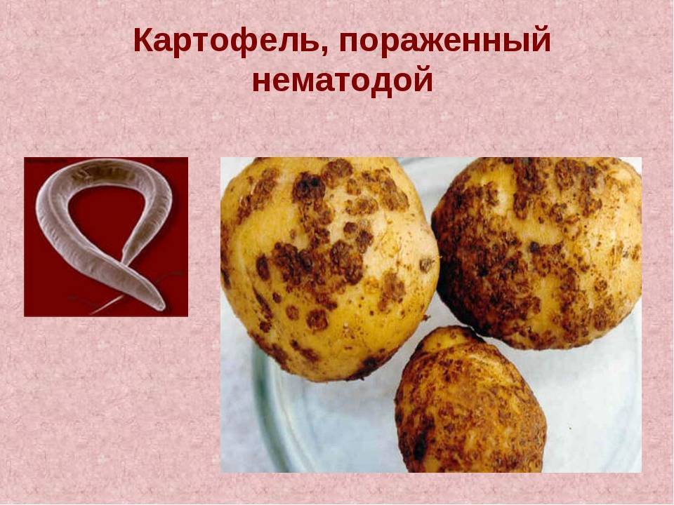 Нематода картофеля: виды, описание и лечение, как бороться, фото