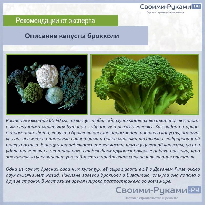 Схема посадки капусты брокколи и цветной