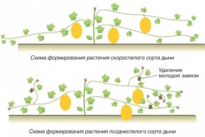 Правильное выращивание кабачков и уход в открытом грунте: секреты агротехники для получения отличного урожая