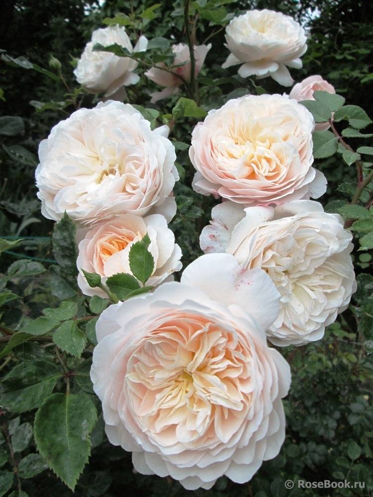 Роза крокус роуз: характеристики и особенности