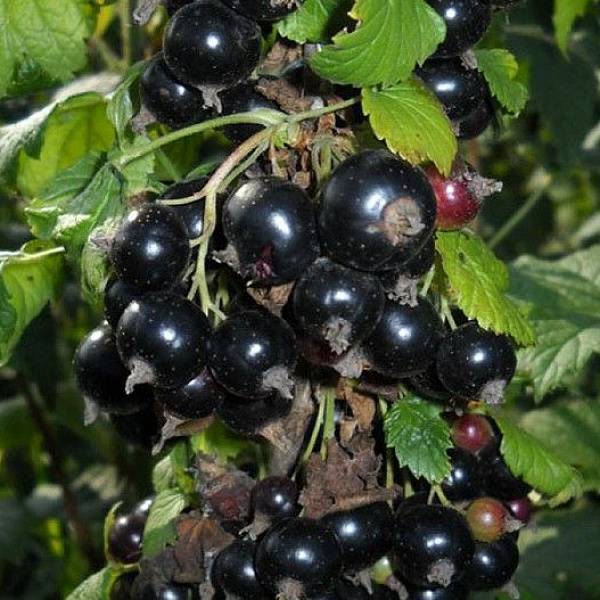 Черная смородина: выращивание, особенности ухода, обрезка и размножение, советы садоводов