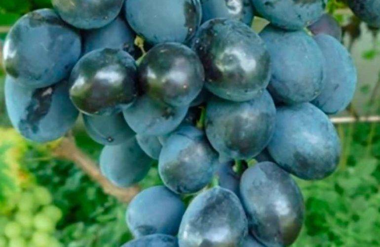 Каталог саженцев винограда давида алверцяна