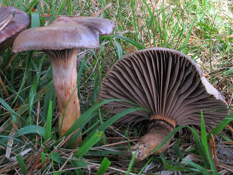 Описание гриба мокруха пурпуровая