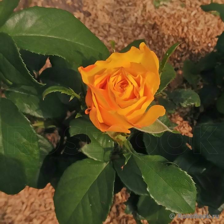 Чайно-гибридная роза керио — описание с фото, посадка и уход