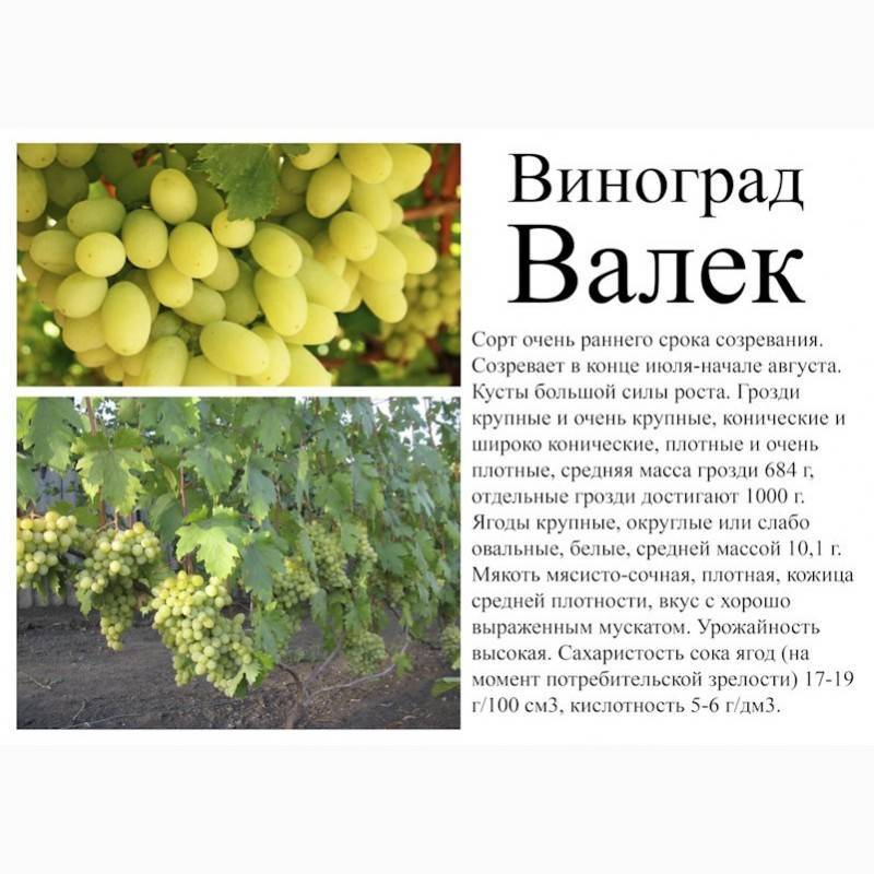 Спонсор виноград описание и фото