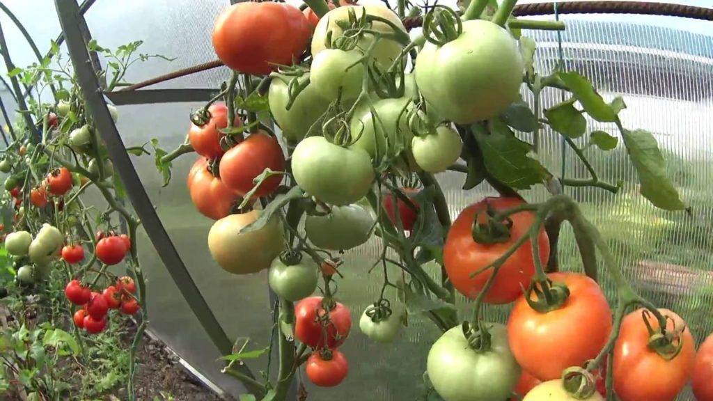 Как хранить зеленые помидоры чтобы они покраснели или остались зелеными