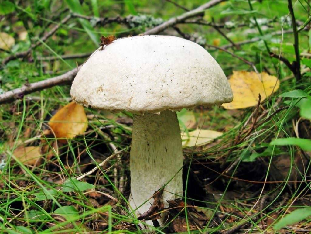 Подосиновик - фото и описание - грибы | дикий сад
