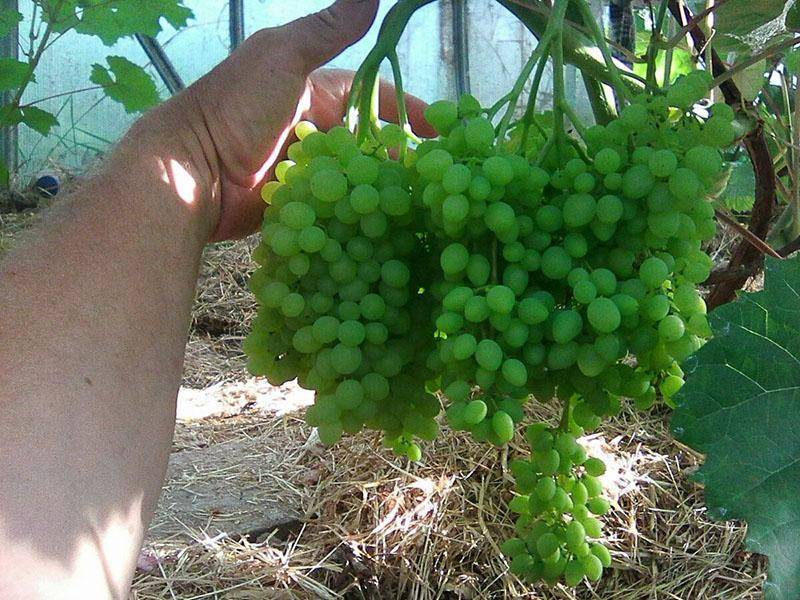 Описание сорта и особенности выращивания винограда «элегант»