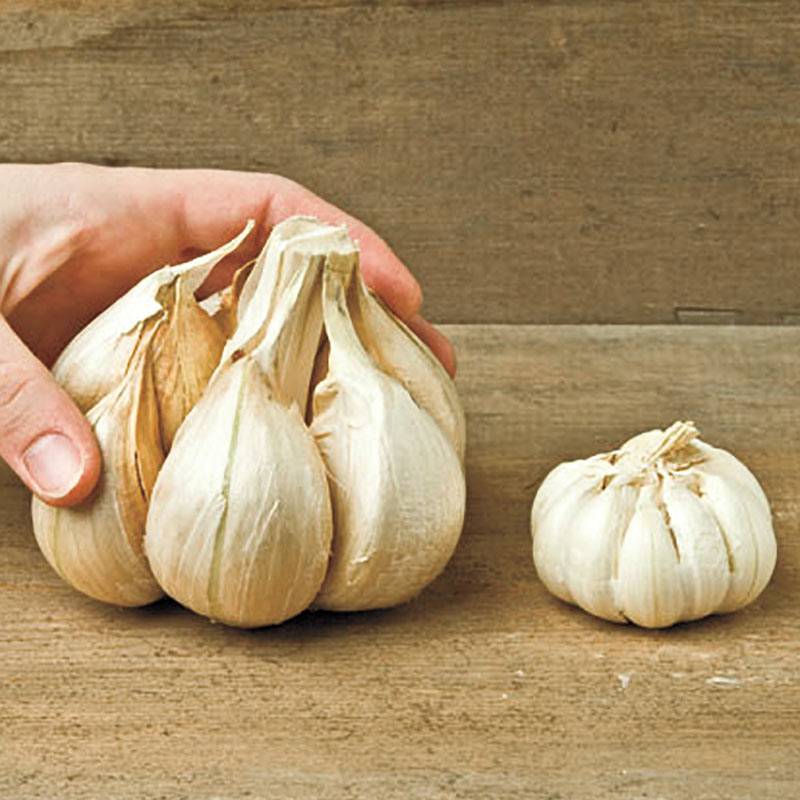 Чеснок рокамболь – самый загадочный овощ из семейства луковых
