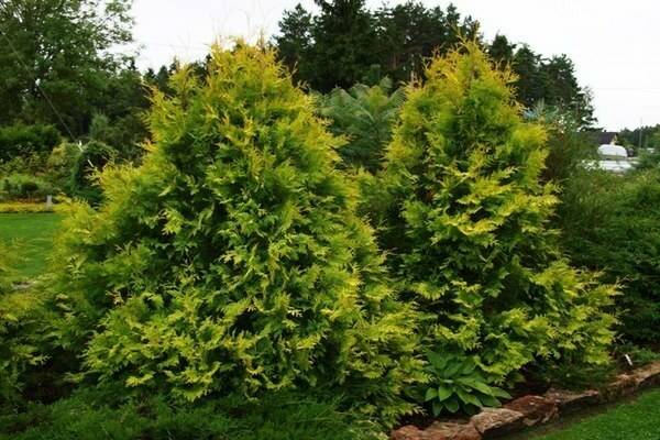 Туя санкист (западная thuja occidentalis sunkist) — описание и фото, применение в ландшафтном дизайне