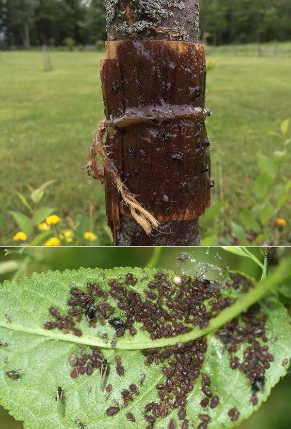 Чем и как избавиться от муравьев на вишне: способы и методы борьбы