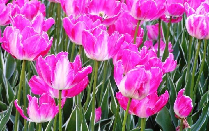 Тюльпаны: фото c сортами и названиями, как они выглядят и растут, виды, какие бывают, описание, строение цветов
