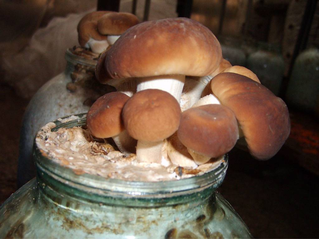 Выращивание белых грибов: способы, инструкции, мастер-классы