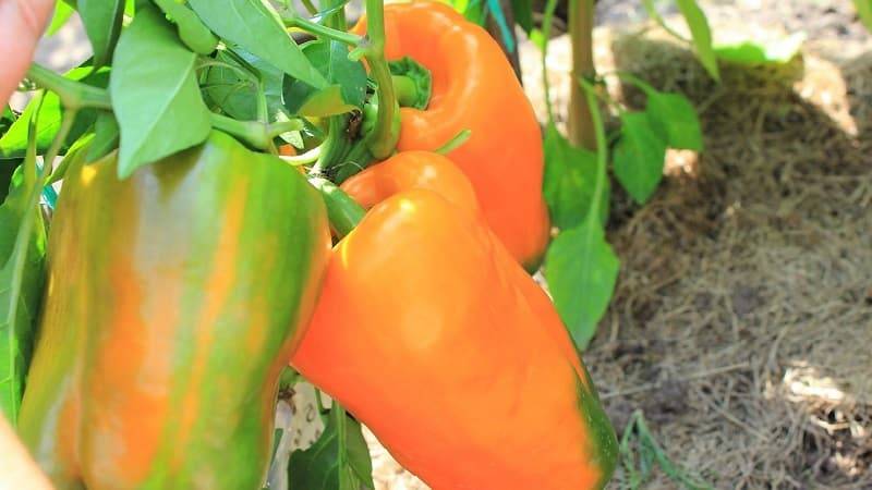 Мощнейший, продуктивный и питательный сорт перцев — биг мама: характеристика и описание