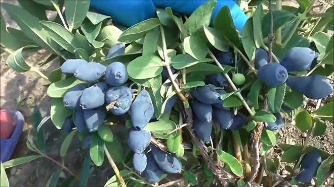 Голубые ягоды жимолости: описание с фото, полезные свойства и время сбора - sadovnikam.ru