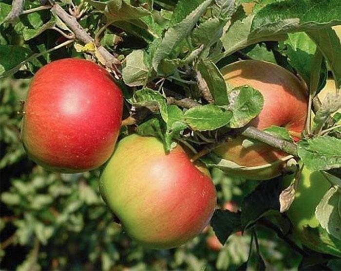 Яблоня сладкая нега: описание, фото, отзывы