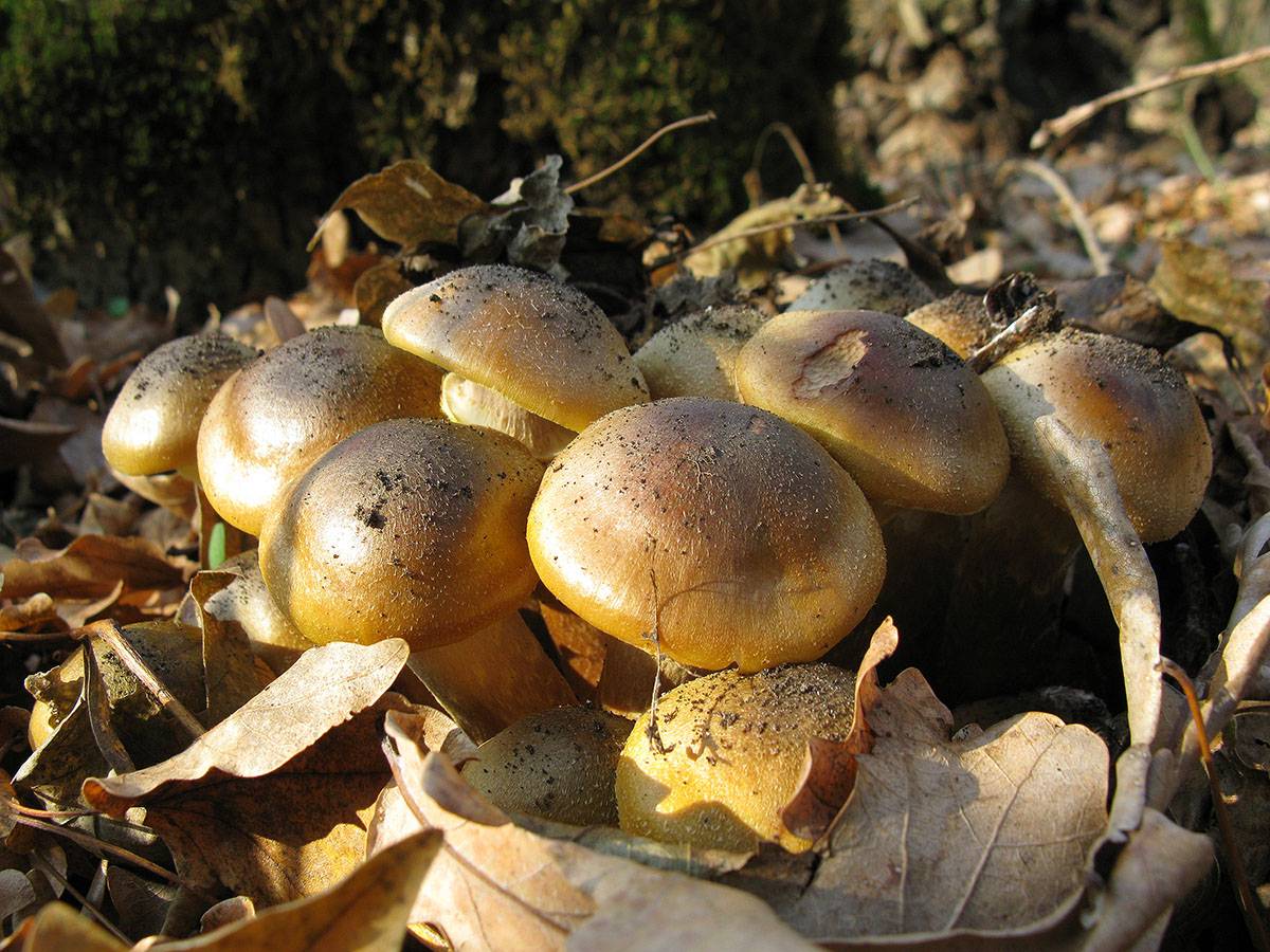 Осенние грибы Ставрополья