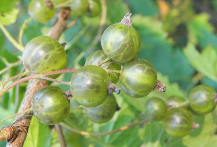Черная смородина зеленая дымка: отзывы о сорте, фото, описание, причины пожелтения листьев
