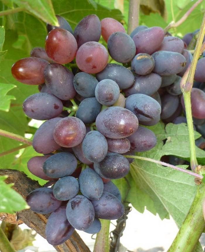 Виноград «юпитер»: описание сорта, фото, отзывы