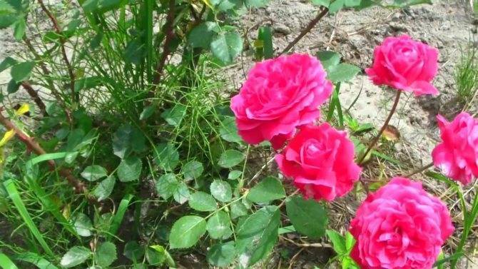 Роза канадская александр маккензи — прекрасная парковая роза