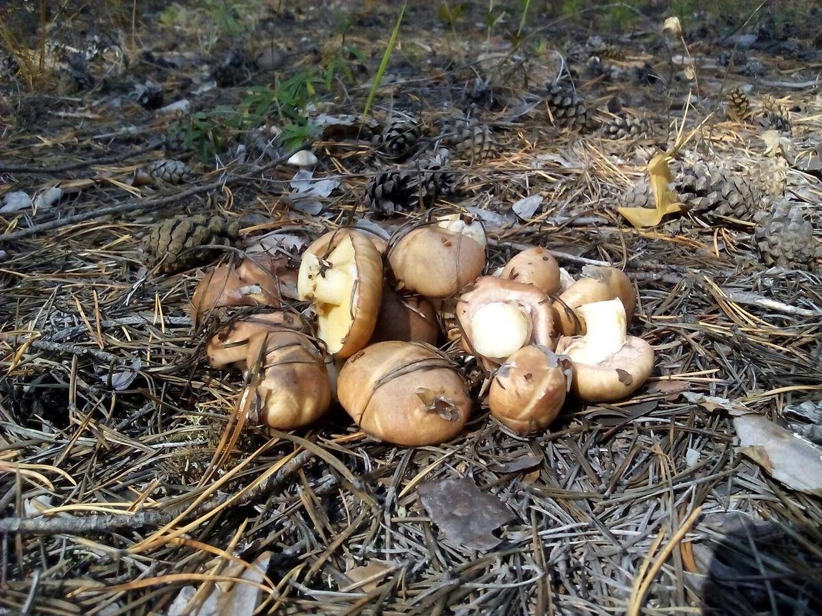 Съедобные грибы Забайкальского края