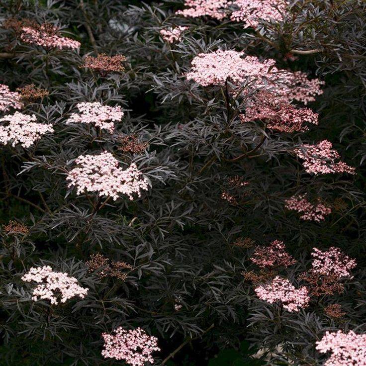 Бузина чёрная блэк бьюти (sambucus nigra black beauty) или герда: описание и фото, посадка и уход за растением