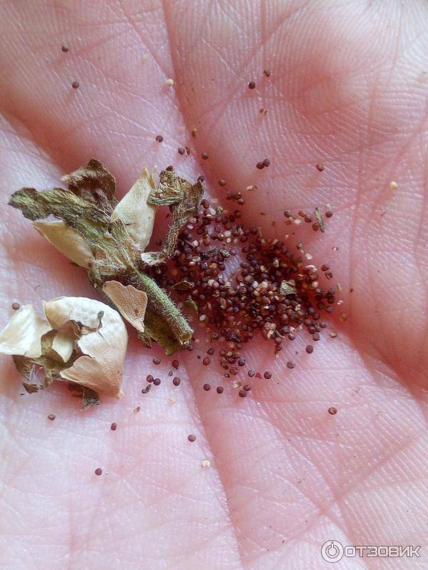 Можно ли собирать зеленые семена у петунии. как собрать семена петунии в домашних условиях
