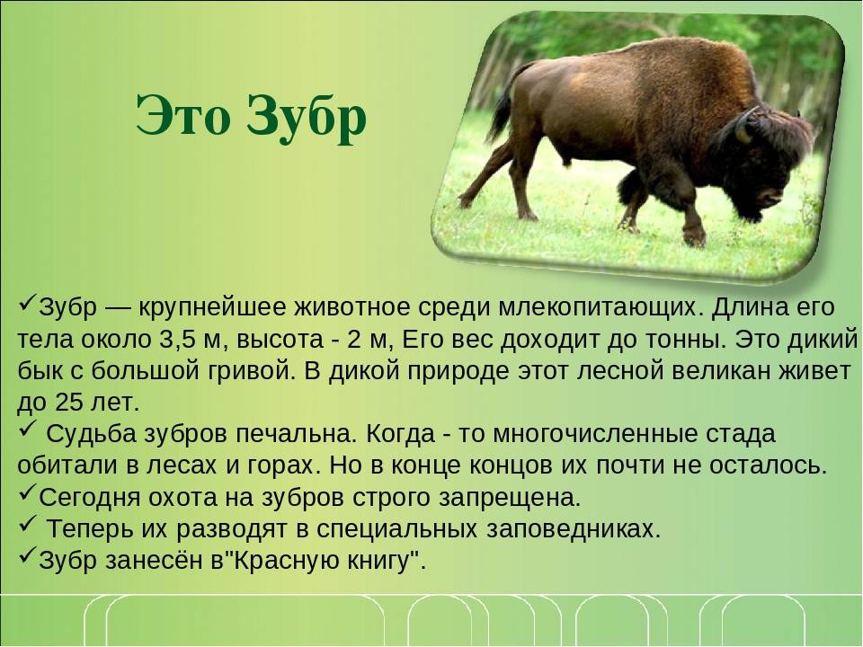 Составьте и запишите общий план рассказа о редком растении или животном 2 класс