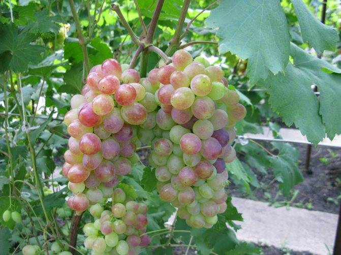 Виноград галбена ноу (золотинка) описания сорта, особенности выращивания