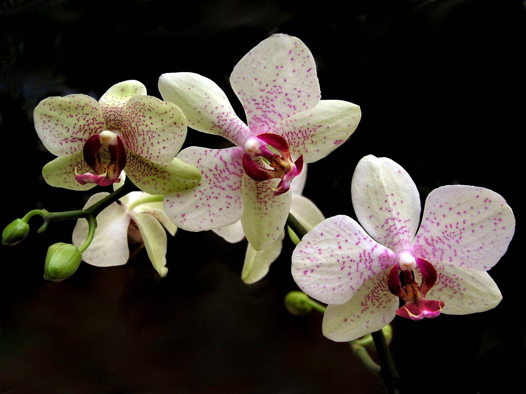 каталог орхидеи фаленопсис фото