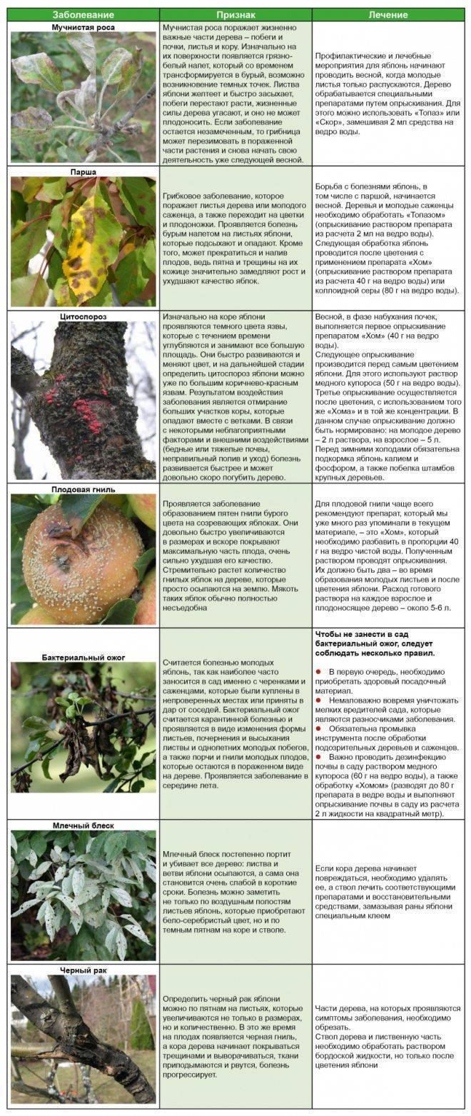 Болезни и вредители яблони описание с фотографиями и способы