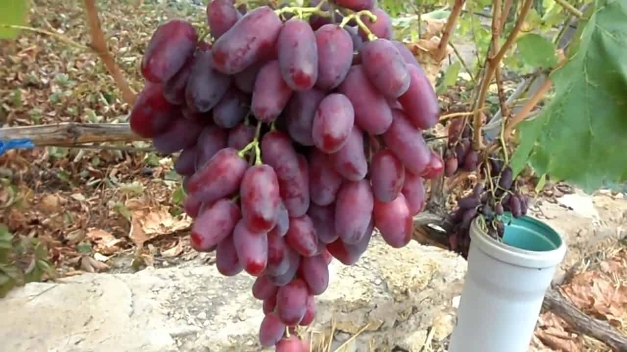 Виноград потомок ризамата: описание сорта, отзывы и фото