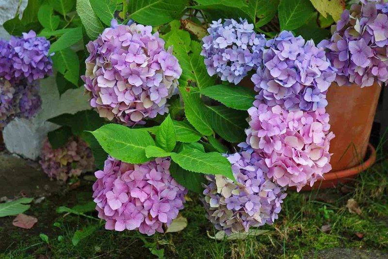 Цветение садовой и комнатной гортензии: когда начинает цвести после посадки