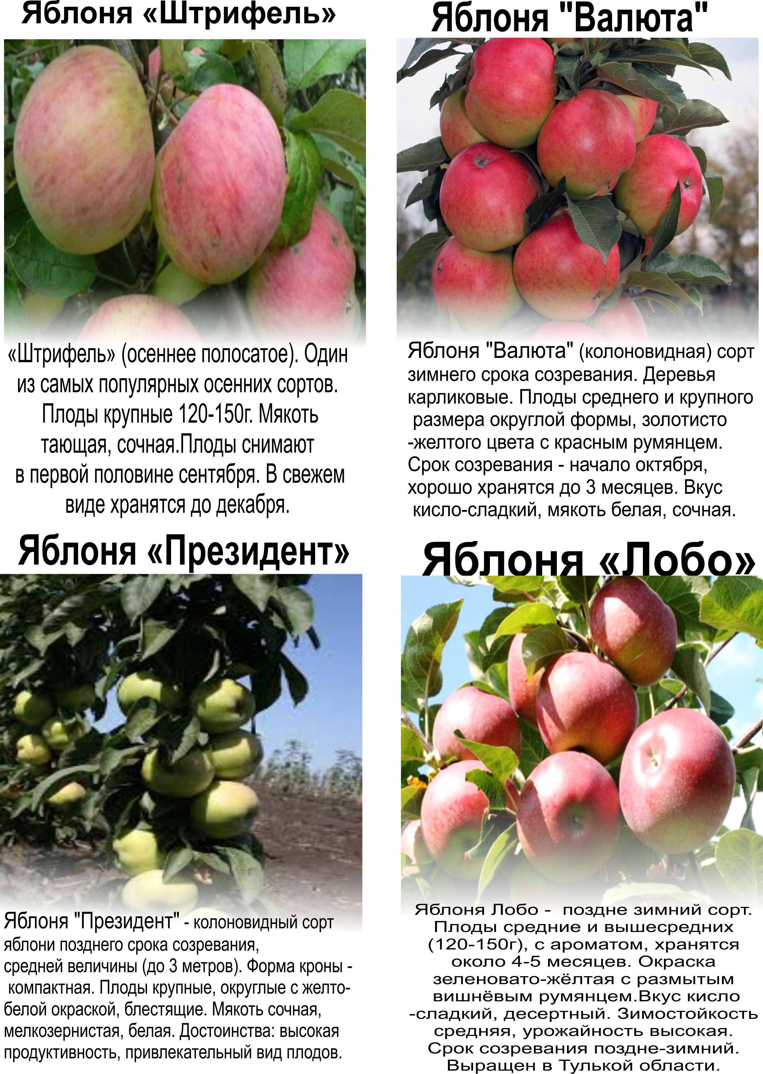 Яблони для красноярска сорта фото и описание