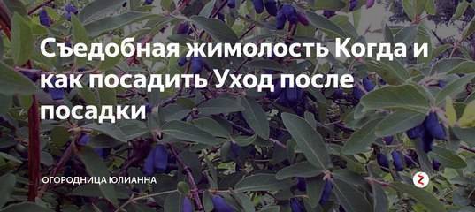 Крупноплодный среднеспелый сорт жимолости ленита: описание сорта, посадка и уход, опылители, фото, отзывы