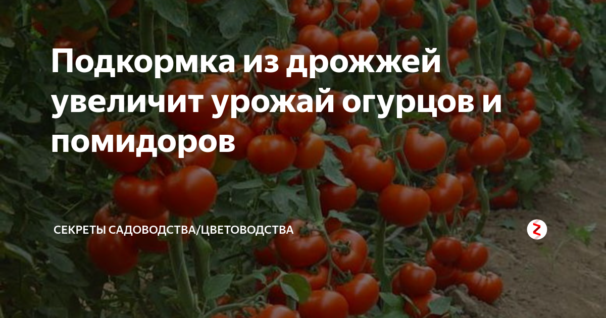 Как развести дрожжи и подкормить ими помидоры: 2 рецепта дрожжевого удобрения для томатов пошагово