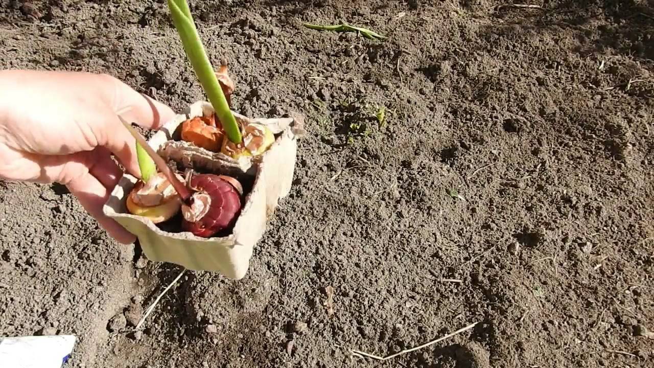 Посадка гладиолуса весной в открытый грунт: подробная инструкция по выращиванию и уходу